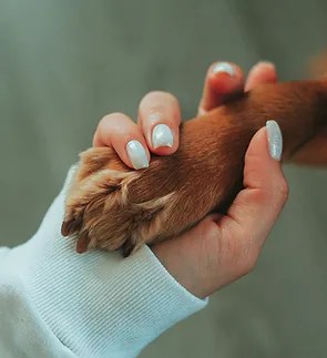 Hand and paw holding hands